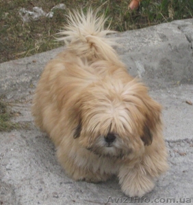 Продам щенка ЛХАСА АПСО #95021