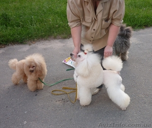 Лучшие пудели Украины! #94735