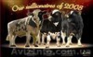 сперма быков,  CRV — Голландия #101014