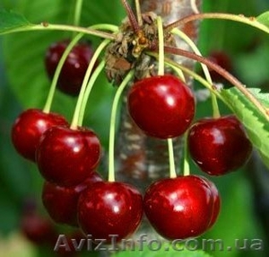 ПРОДАМ ДАЧНЫЙ УЧАСТОК НА ГРЭСЕ #100033