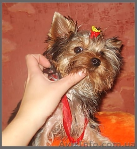 Йоркширский терьер,  щеночки #99627