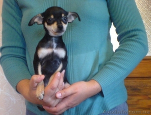 Русский гладкошерстый той-терьер #94901