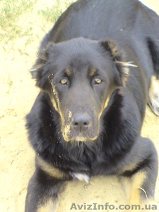 Продам щенка средне-азиатской овчарки (алабай). #96782