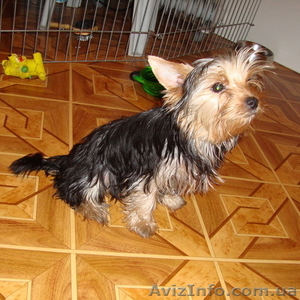 подрощенные девочки йорка #88847