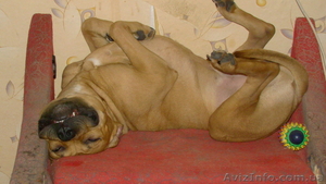 продам амстафа 1.5года в связи с переездом в Германию на пмж #92905