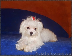 Мальтезе (Мальтийская болонка) #94286