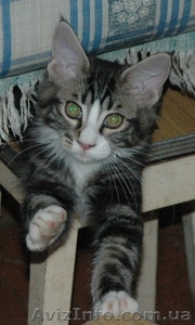 Мейн кун котята #98086