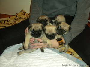 Щенки Мопсика !!! #92442