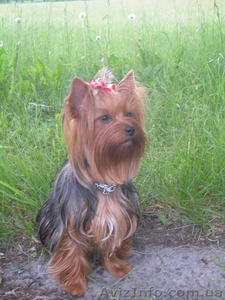 Предлагаем щенка йоркширского терьера девочку  #88003