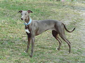 Продаются щенки уиппета #88071