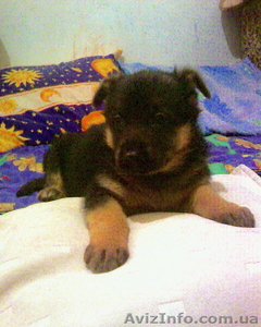 Продам немецкую овчарку (щенок девочка) #99703
