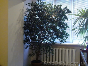 Продам,  большой (высота~2, 5м), мелколистный фикус #97550