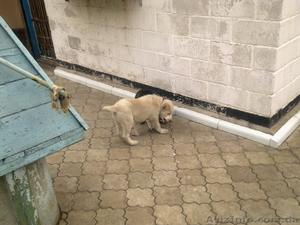 продам среднеазиатскую овчарку #87943