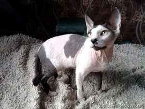 Котик канадский сфинкс #92911