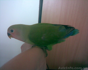 Птенцы розовощекого неразлучника #98424