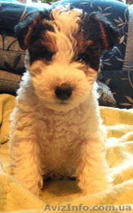 Щенки фокстерьера #92425