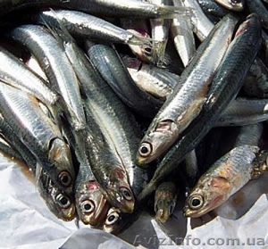 Продам хамсу от произволителя #93150