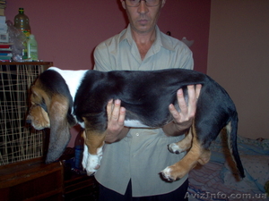 Предлагаются щенки Бассет Хаунд #87875