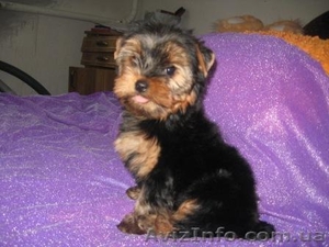 .Йоркширский терьер. #88052