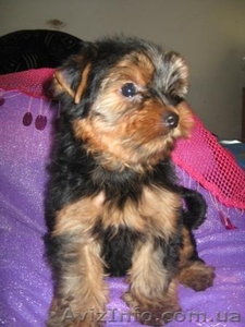 Йоркширский терьер Щенки,        #91750