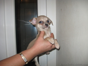  .Чихуахуа Щенки\\              #88057