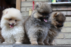 Питомник «Красный гранат» #90641