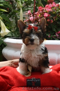 Бивер Йоркшир а ля Пом Пон  #88188