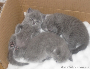 британские голубые #89113