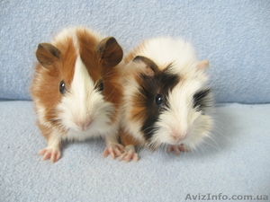 Морские свинки разных пород из Питомника 