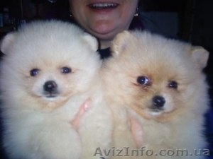 .Померанский шпиц #88054