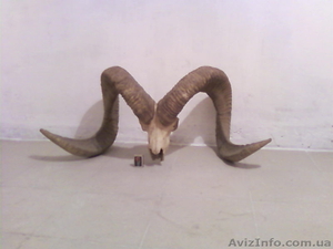 Продам коллекцию рогов #92435
