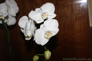 Орхидея Phalaenopsis (Фаленопсис) #101300