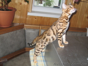 Бенгальские   котята (пятнистые леопардики) #93530