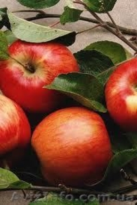 Global Plus Sergii Bielienkov #88707