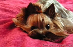 Йоркширский терьер (есть мини) #99429