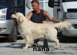 Продам щенков золотистого ретвивера #100402