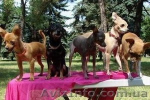 русский той (карманная собачка) #93248