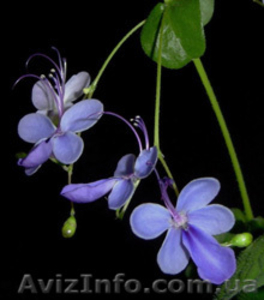 Много разных. Плодовые и красивоцветущий #88390