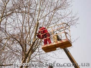 Спиливание,  подрезка,  корчевание деревьев #96496