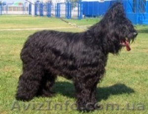 щенки бриара(французская овчарка) #90573