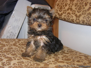 йорки разные все классные #94369