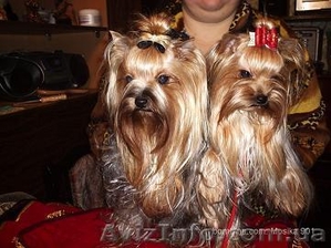 Продажа щеночков Йоркширского терьера,  есть мини #91131