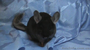 Продажа шиншилл #88306