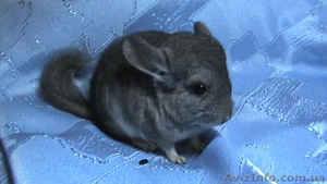 Продажа покупка шиншилл #88312
