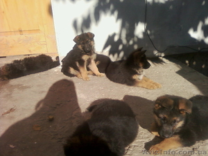 Щенки немецкой овчарки. #100592
