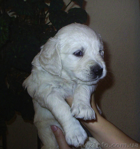 щенки золотистого (голден) ретривера Киев #102213