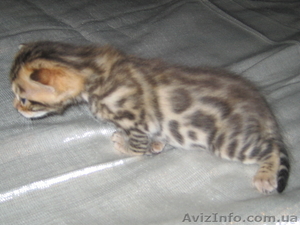 Бенгальские   котята .(пятнистые леопардики) #93535