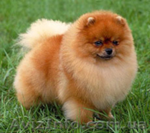 Померанский Шпиц,          #91754