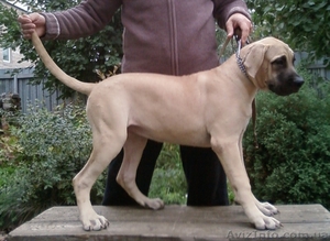 Породистые бульмастифы #92775