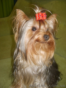 Йоркширский терьер «мини» Приглашает для вязки #101961